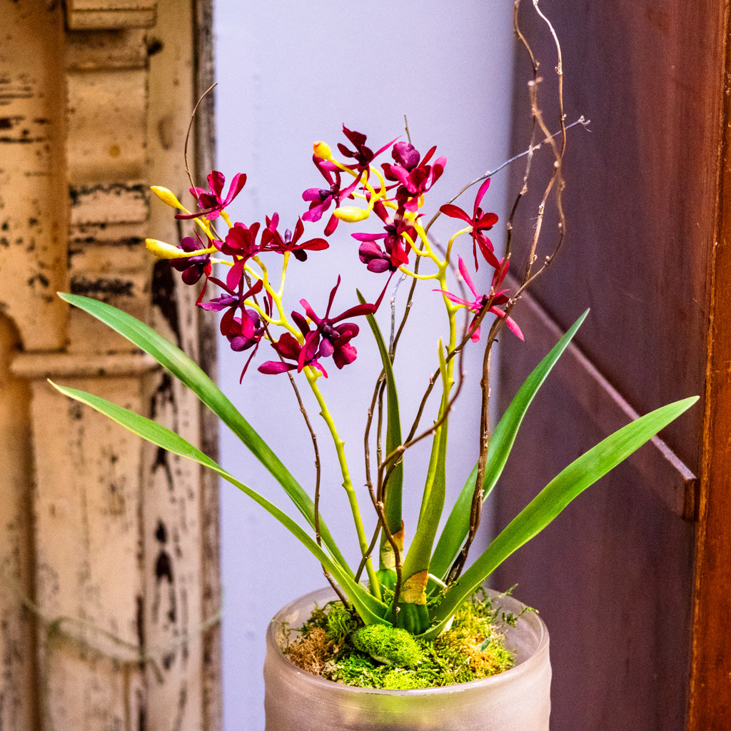Burgundy Orchid Drop In