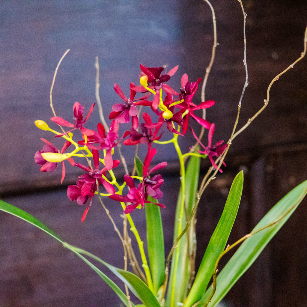 Burgundy Orchid Drop In