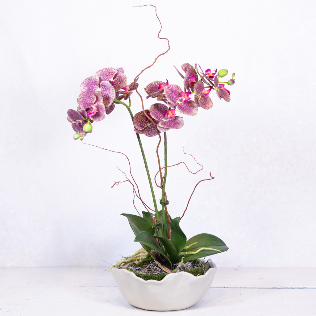 Double Purple Phalaenopsis Orchid Drop In