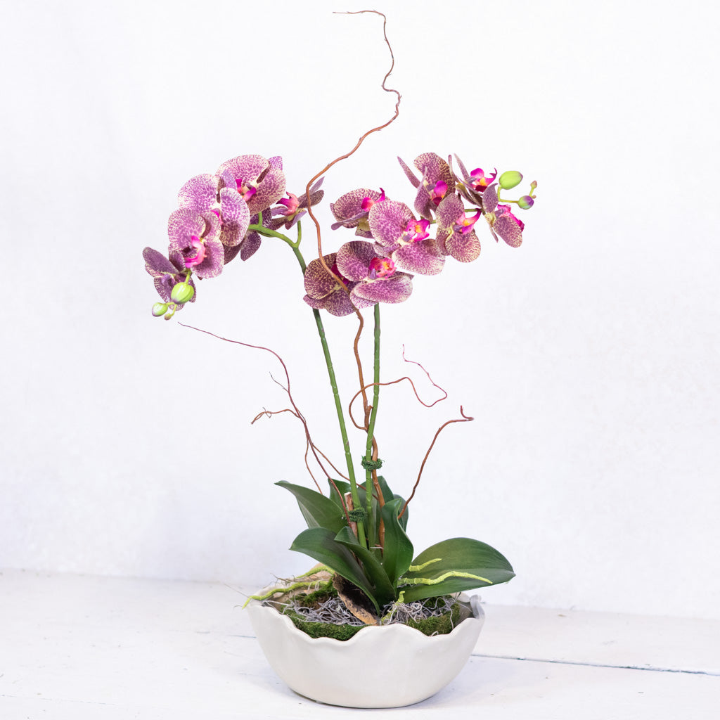 Double Purple Phalaenopsis Orchid Drop In