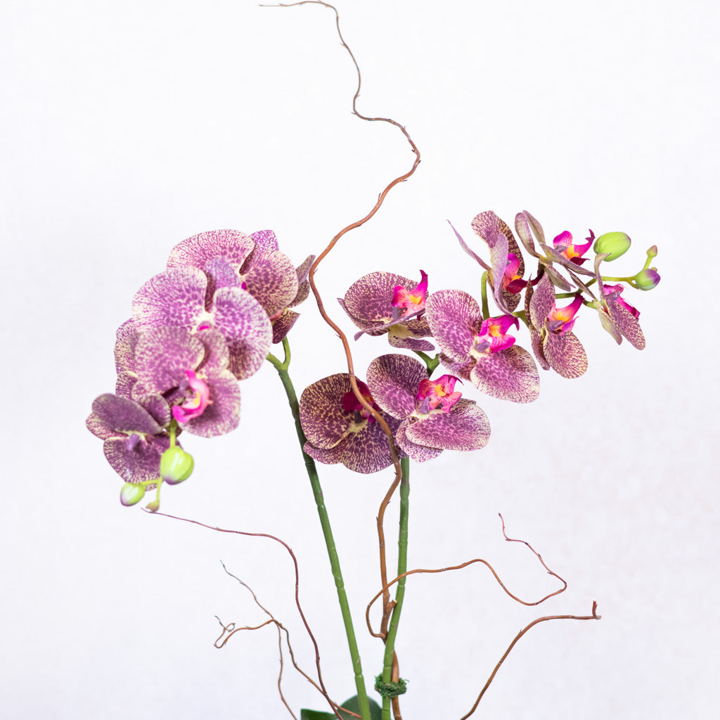 Double Purple Phalaenopsis Orchid Drop In