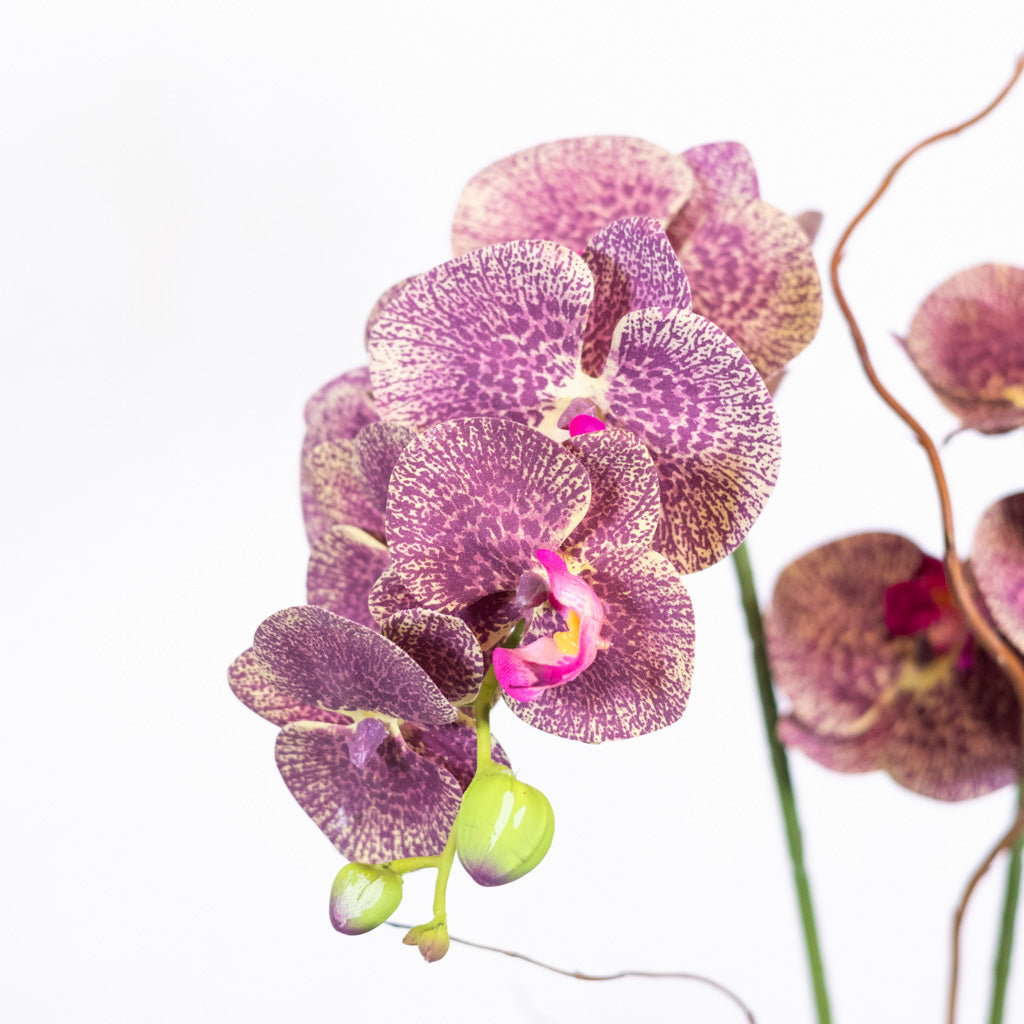 Double Purple Phalaenopsis Orchid Drop In