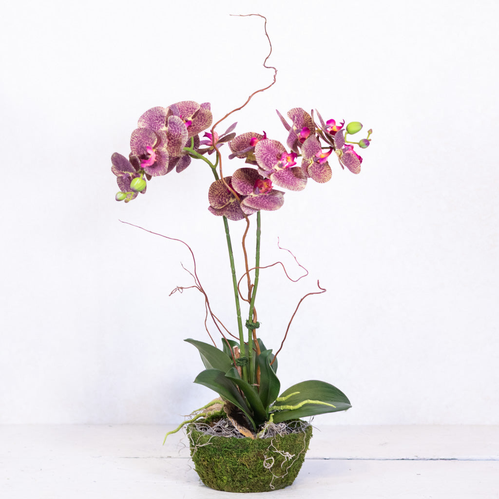 Double Purple Phalaenopsis Orchid Drop In