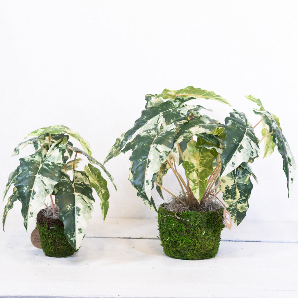 Colocasia Small Drop In