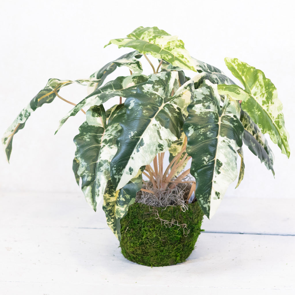 Colocasia Small Drop In