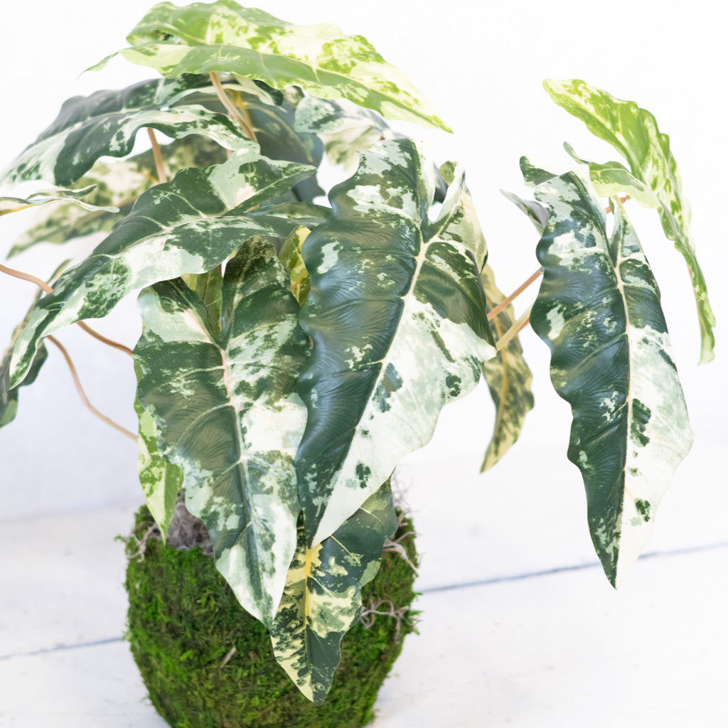 Colocasia Small Drop In