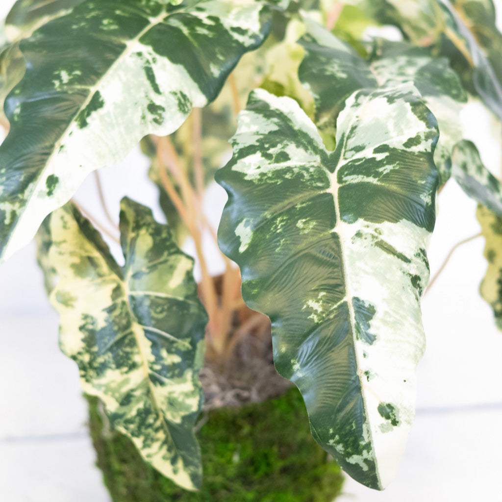 Colocasia Small Drop In