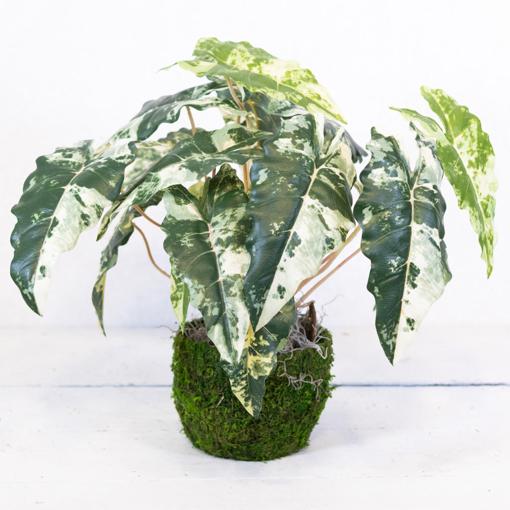 Colocasia Round Drop In