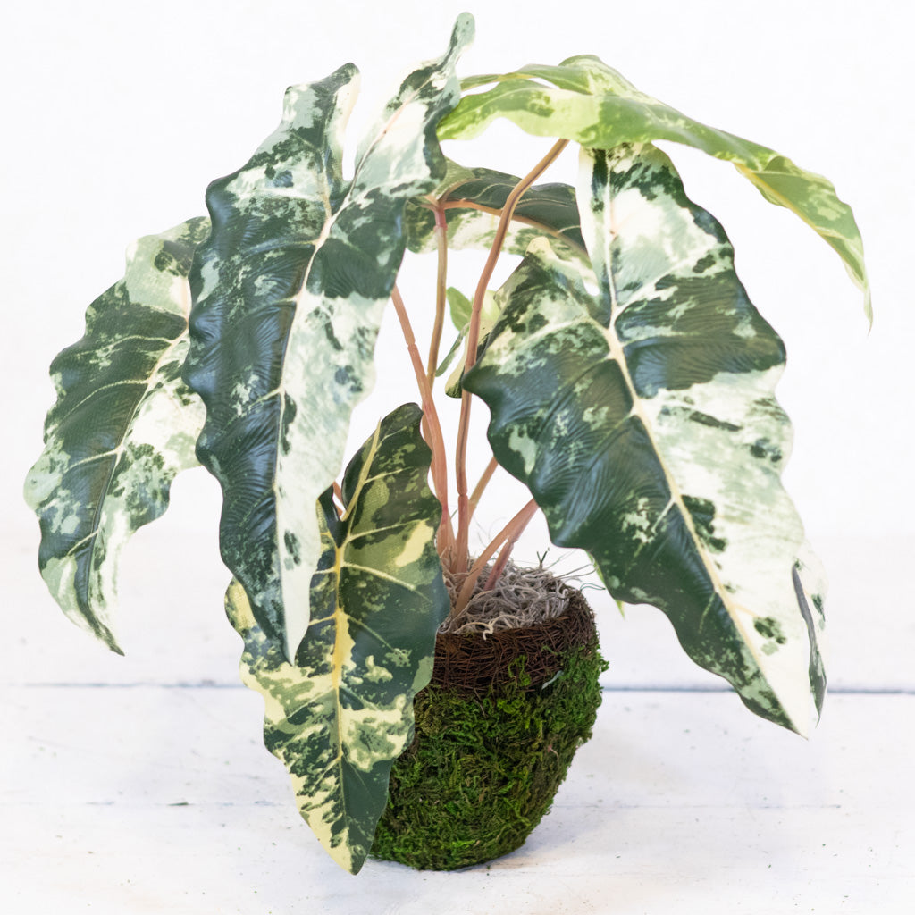 Colocasia Round Drop In