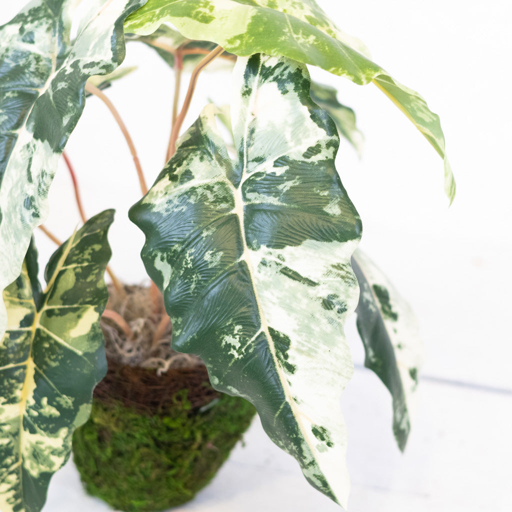 Colocasia Round Drop In