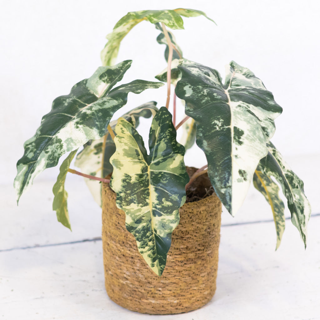 Colocasia Small Drop In