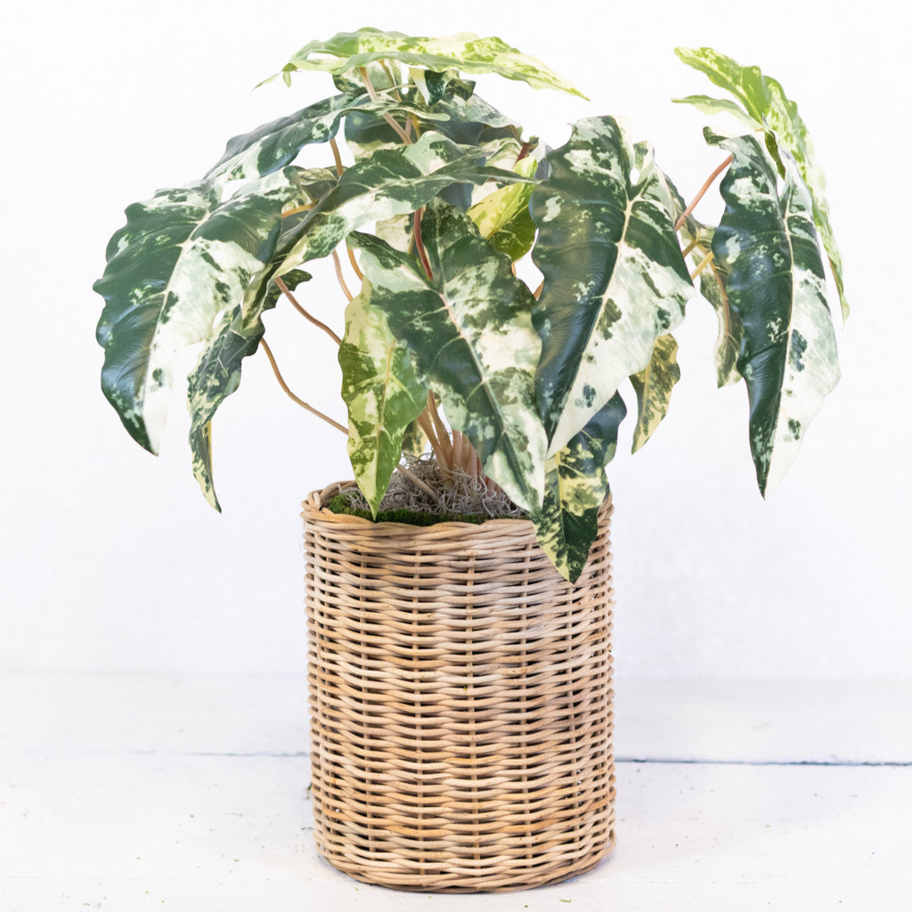 Colocasia Round Drop In