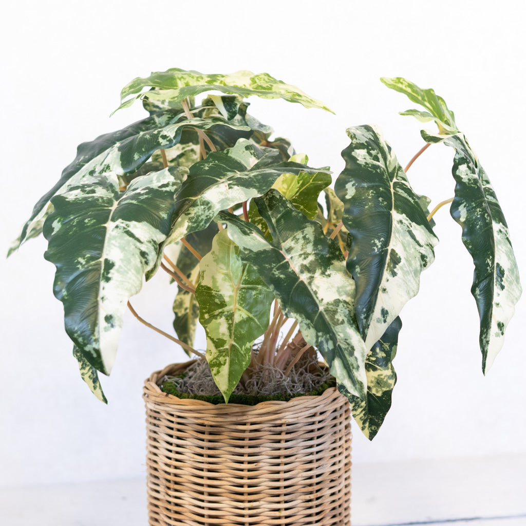 Colocasia Round Drop In