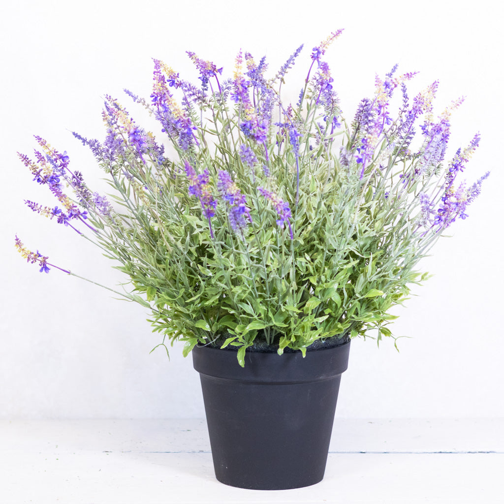 Potted Purple Lavender