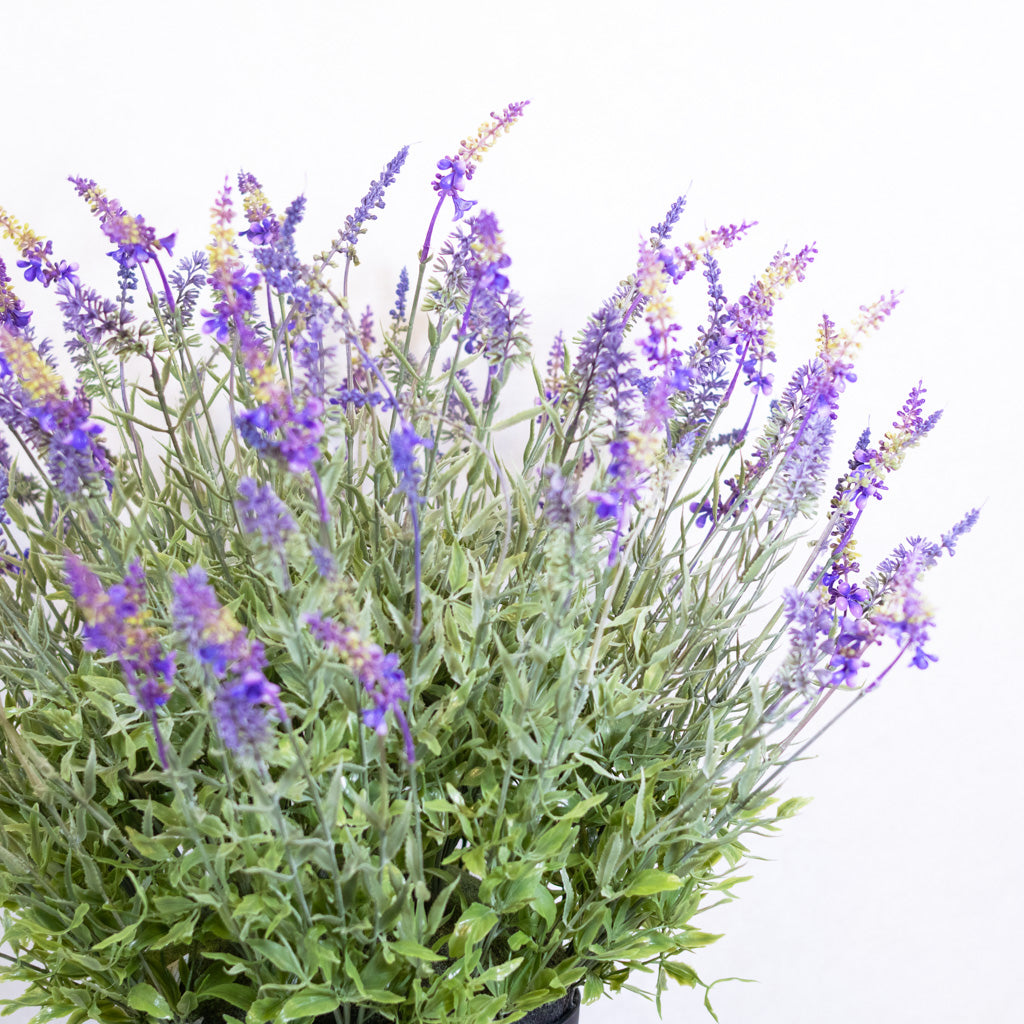 Potted Purple Lavender