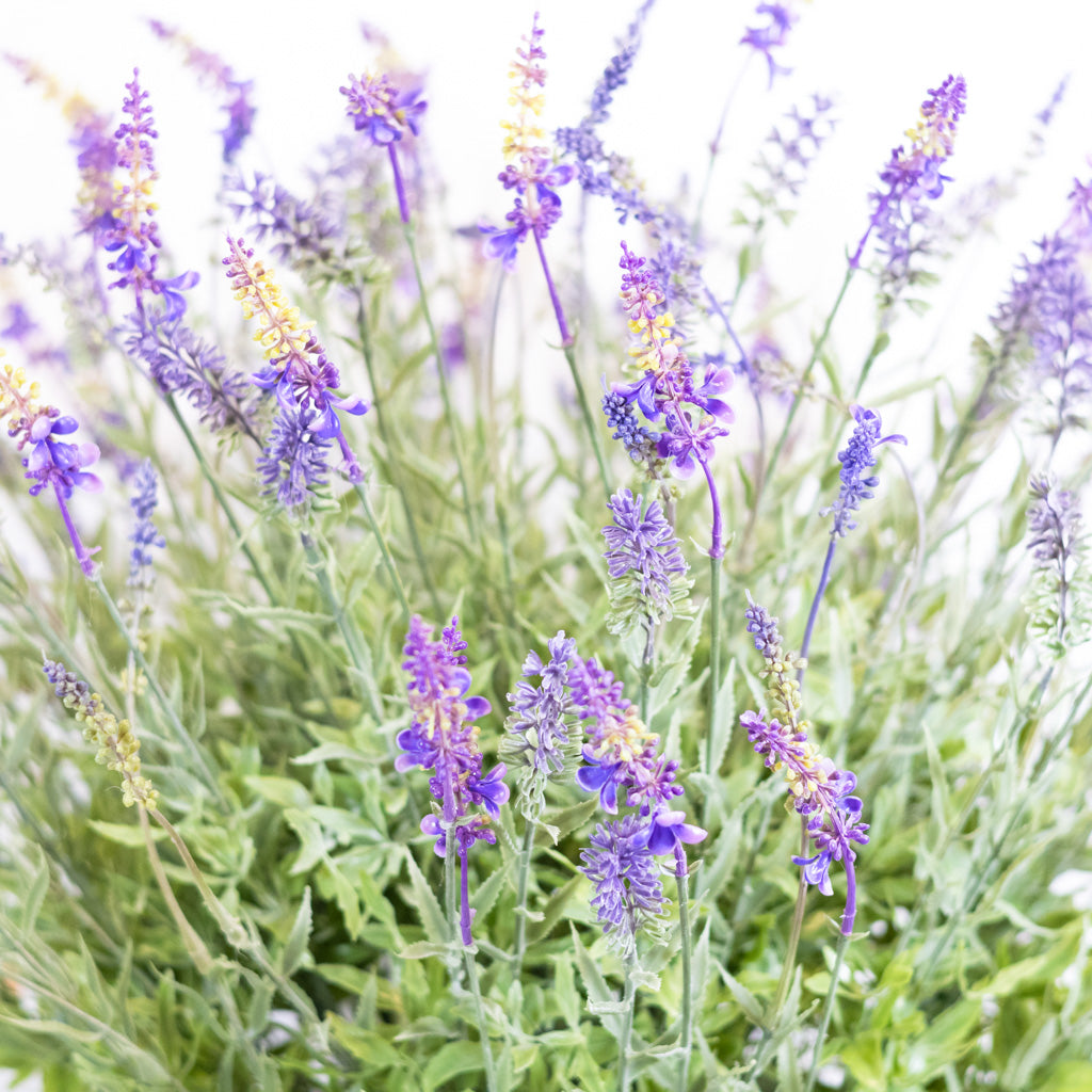 Potted Purple Lavender