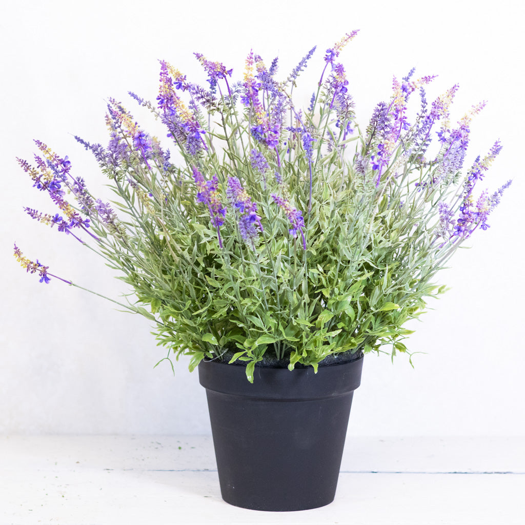 Potted Purple Lavender
