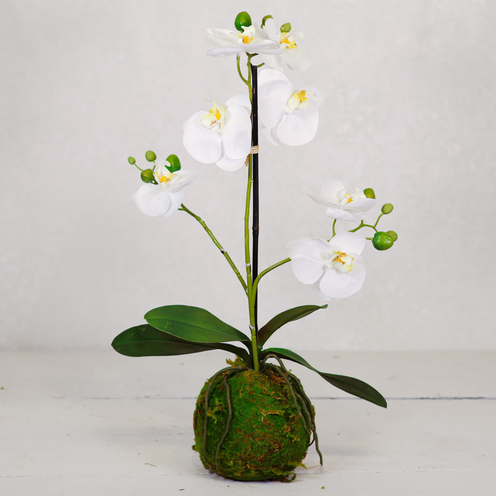 White Orchid with Moss Ball Real Touch 23.75"H