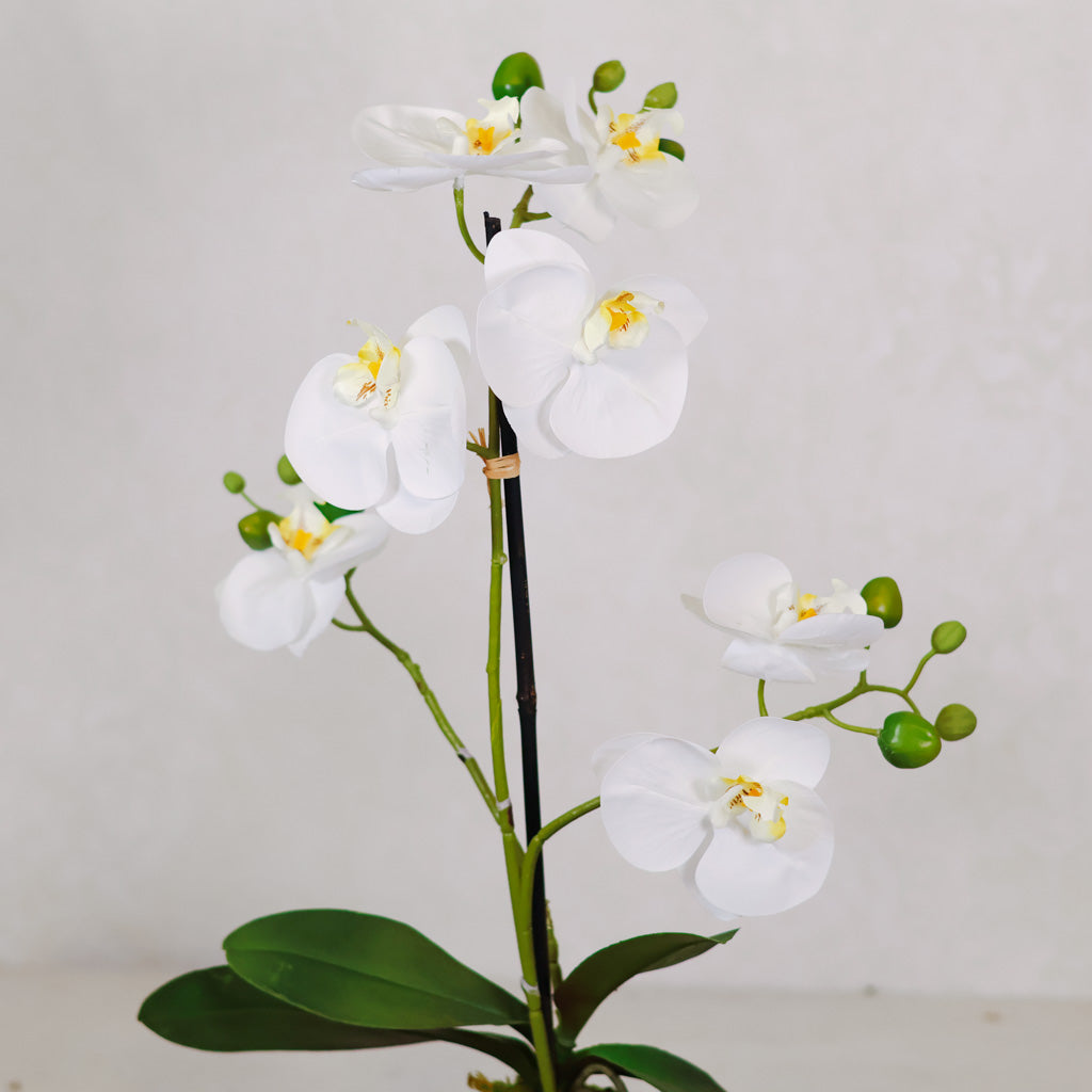 White Orchid with Moss Ball Real Touch 23.75"H