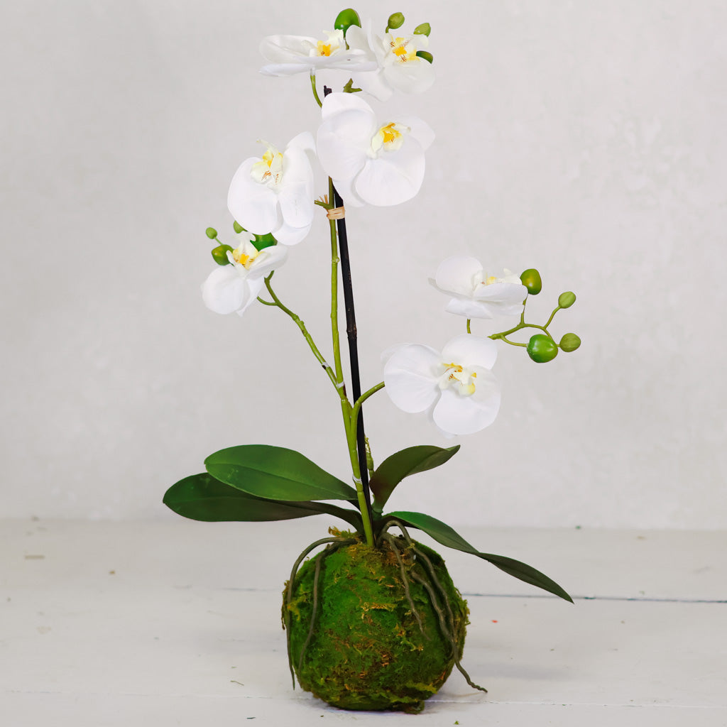 White Orchid with Moss Ball Real Touch 23.75"H