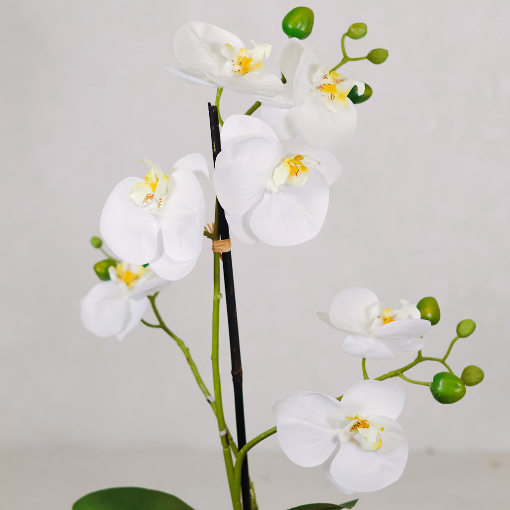White Orchid with Moss Ball Real Touch 23.75"H