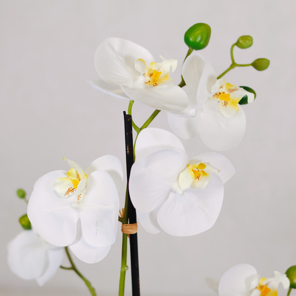 White Orchid with Moss Ball Real Touch 23.75"H