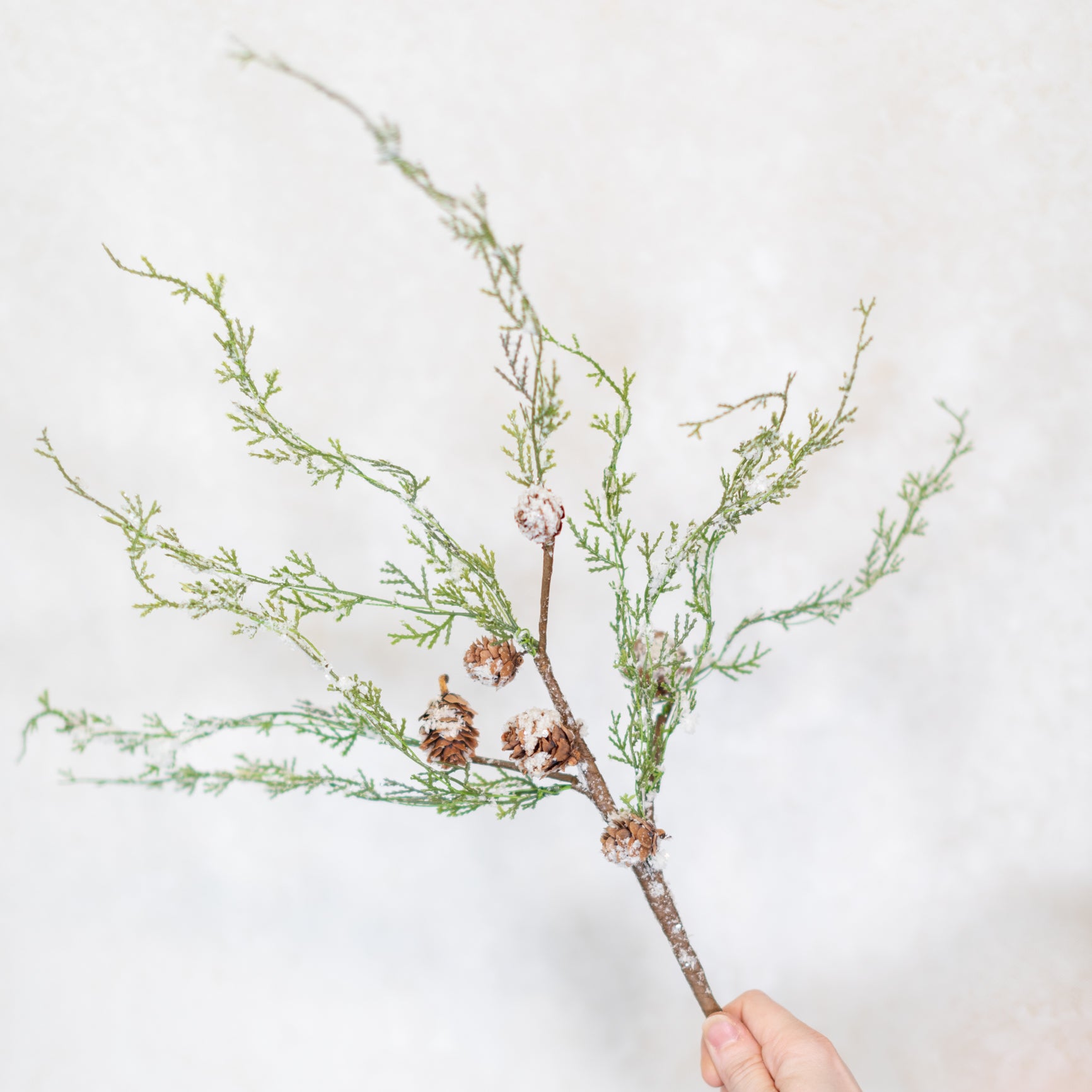 Snowy Cedar and Cone Pick