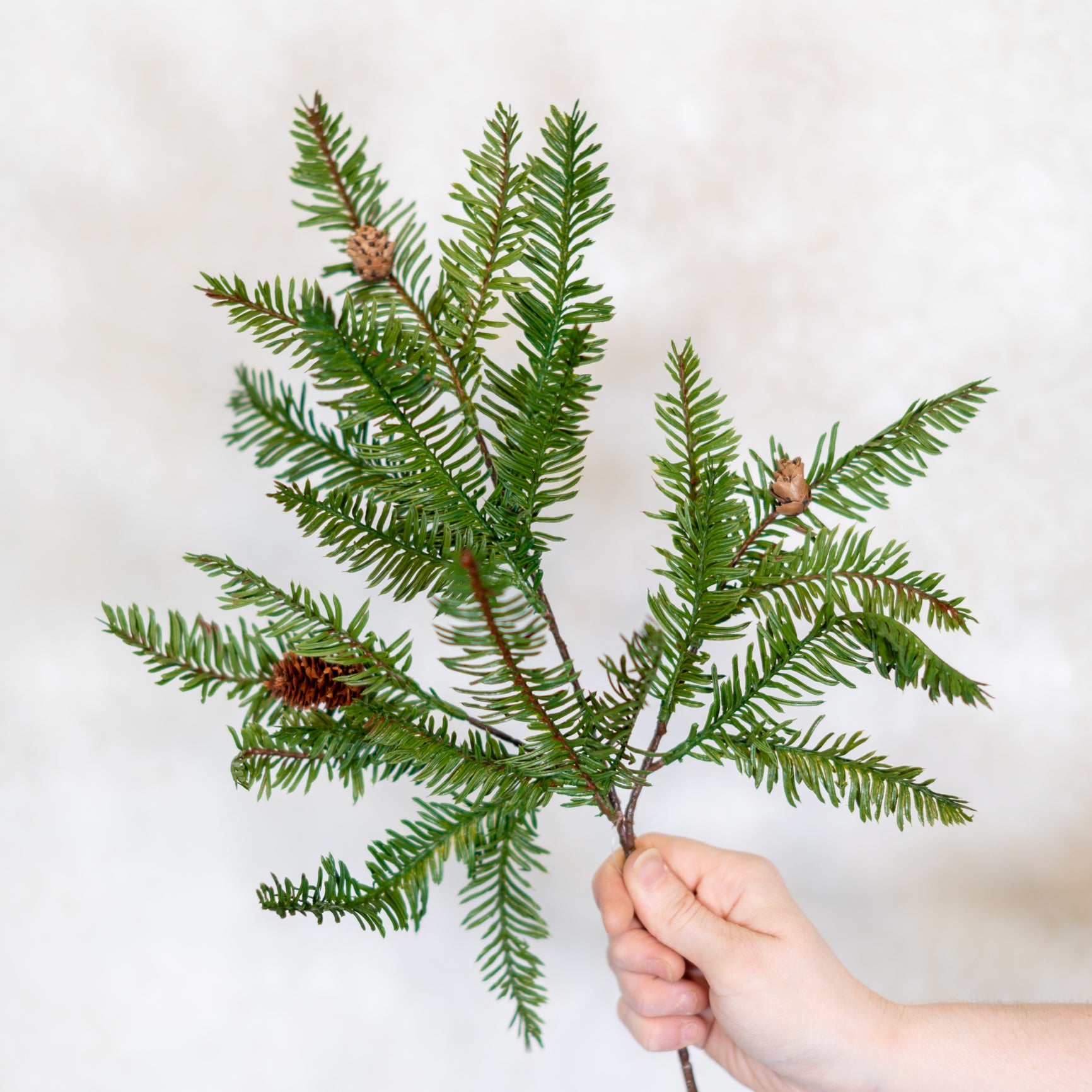 Hemlock with Pinecones Pick