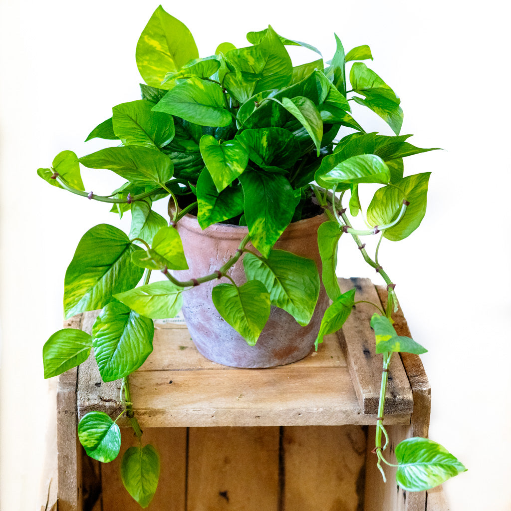 UV Pothos in Clay Pot Natural Touch
