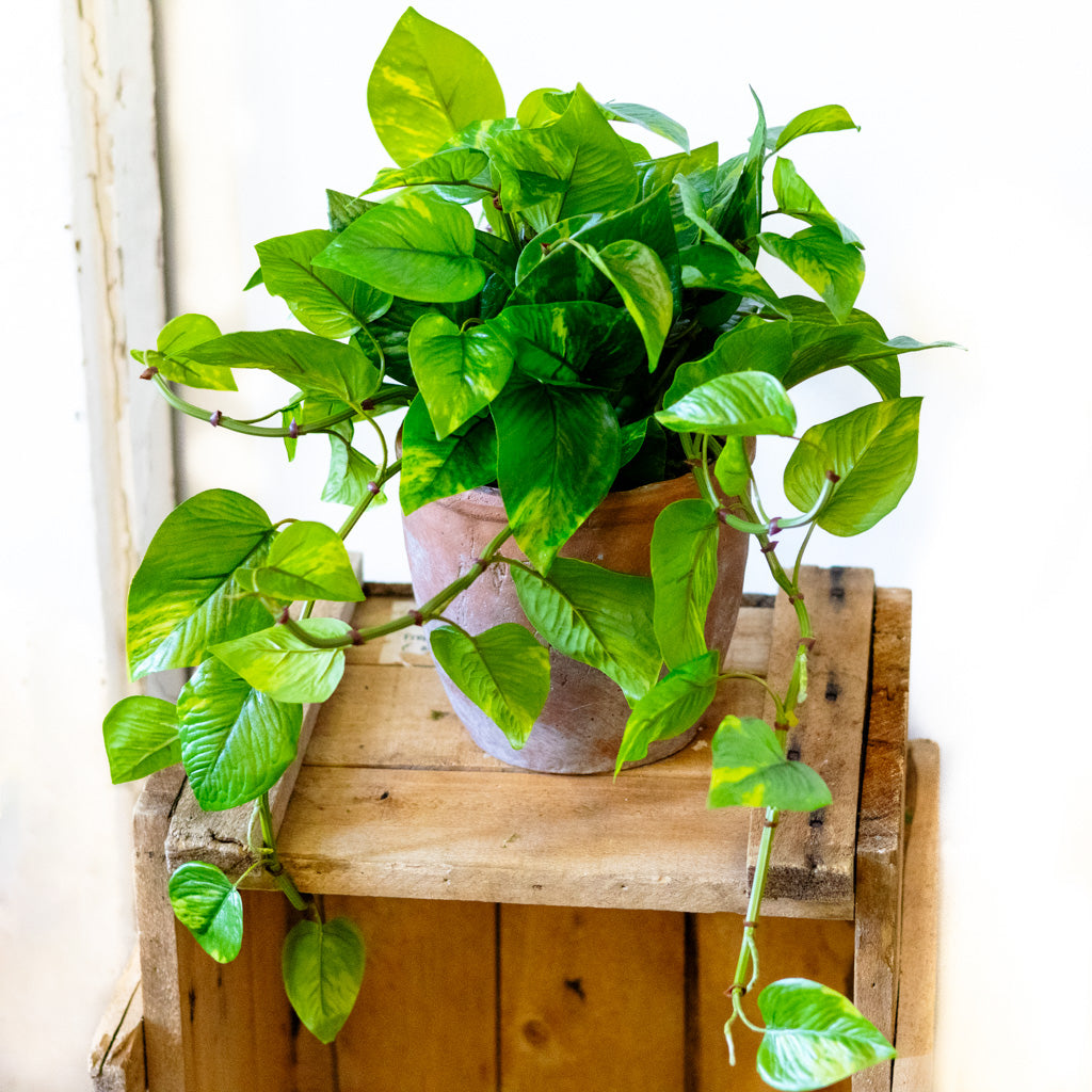 UV Pothos in Clay Pot Natural Touch