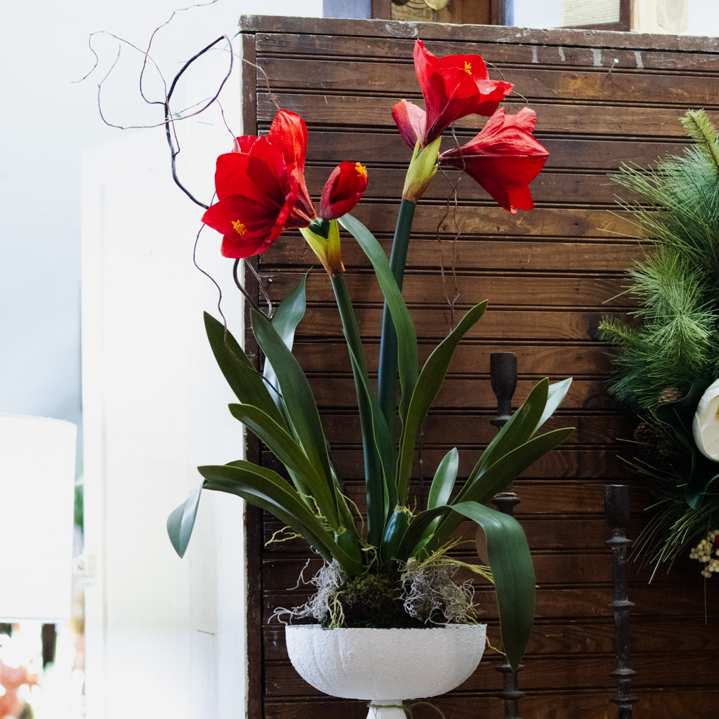 Amaryllis Red Double Drop In