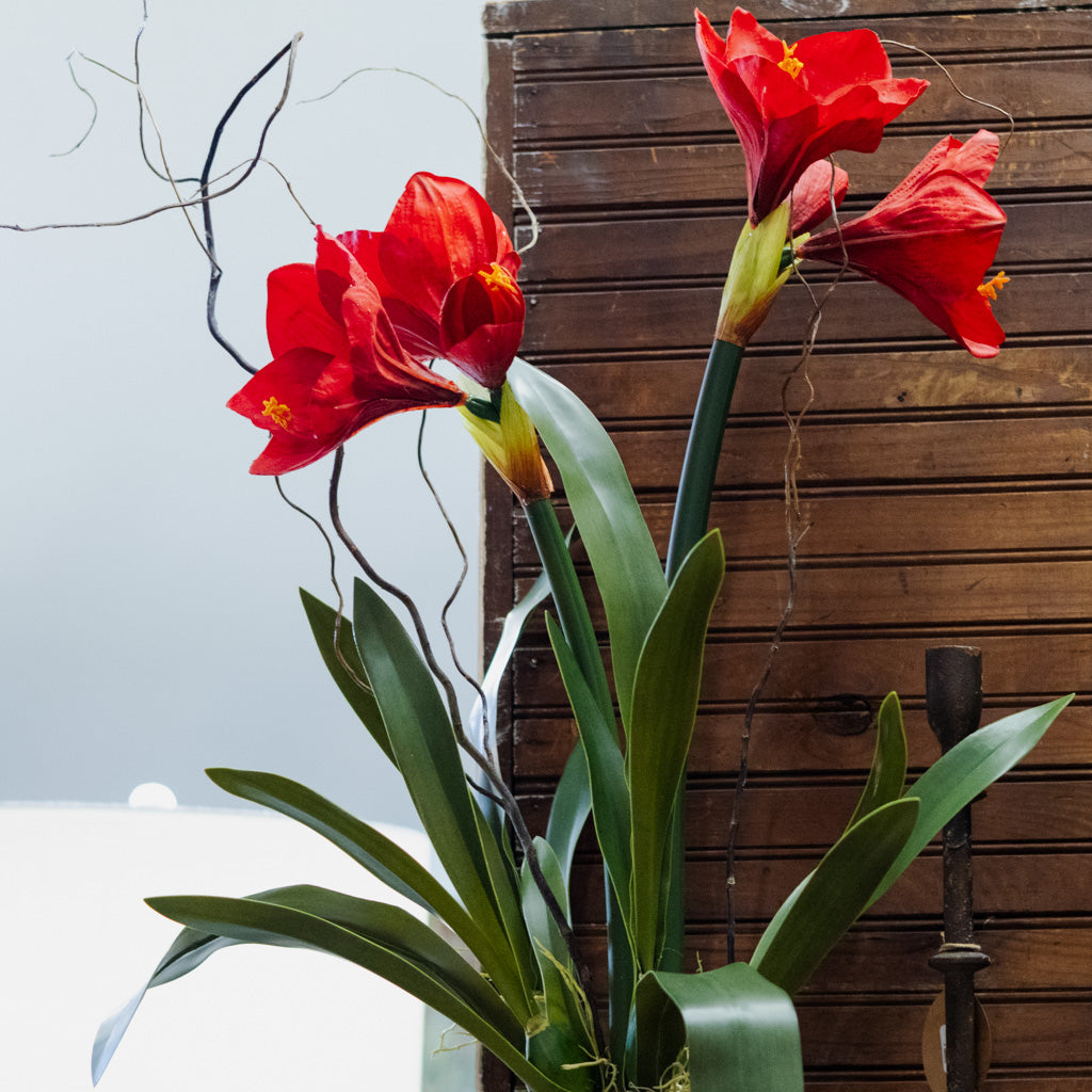 Amaryllis Red Double Drop In