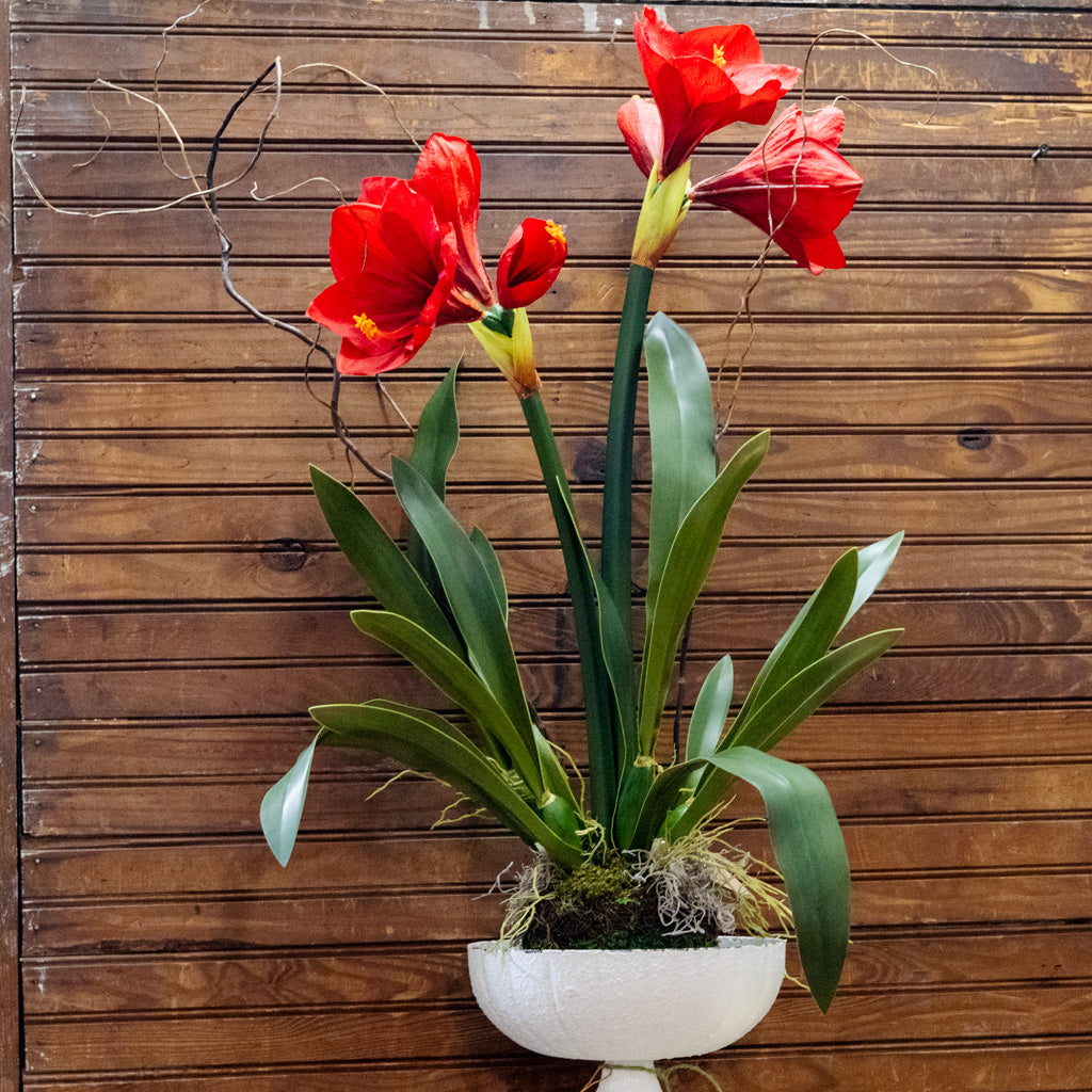 Amaryllis Red Double Drop In