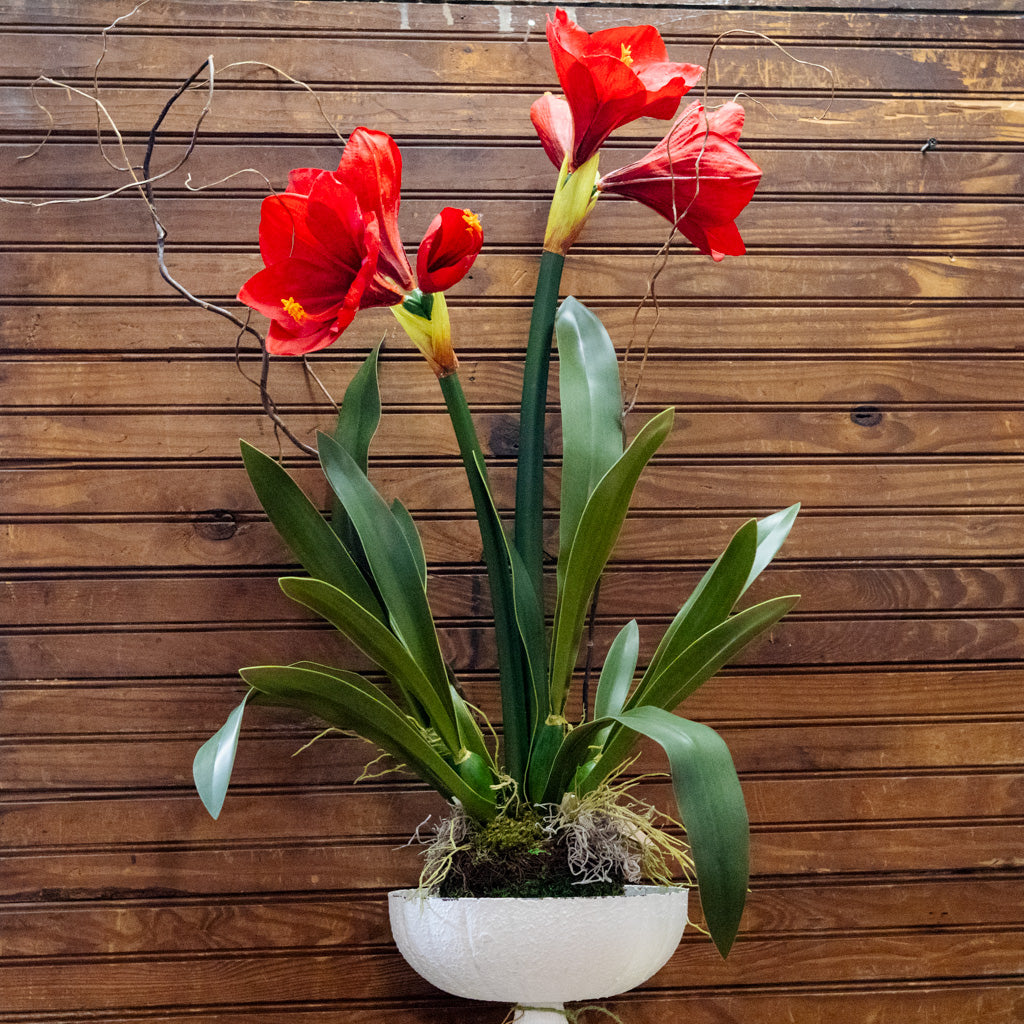 Amaryllis Red Double Drop In