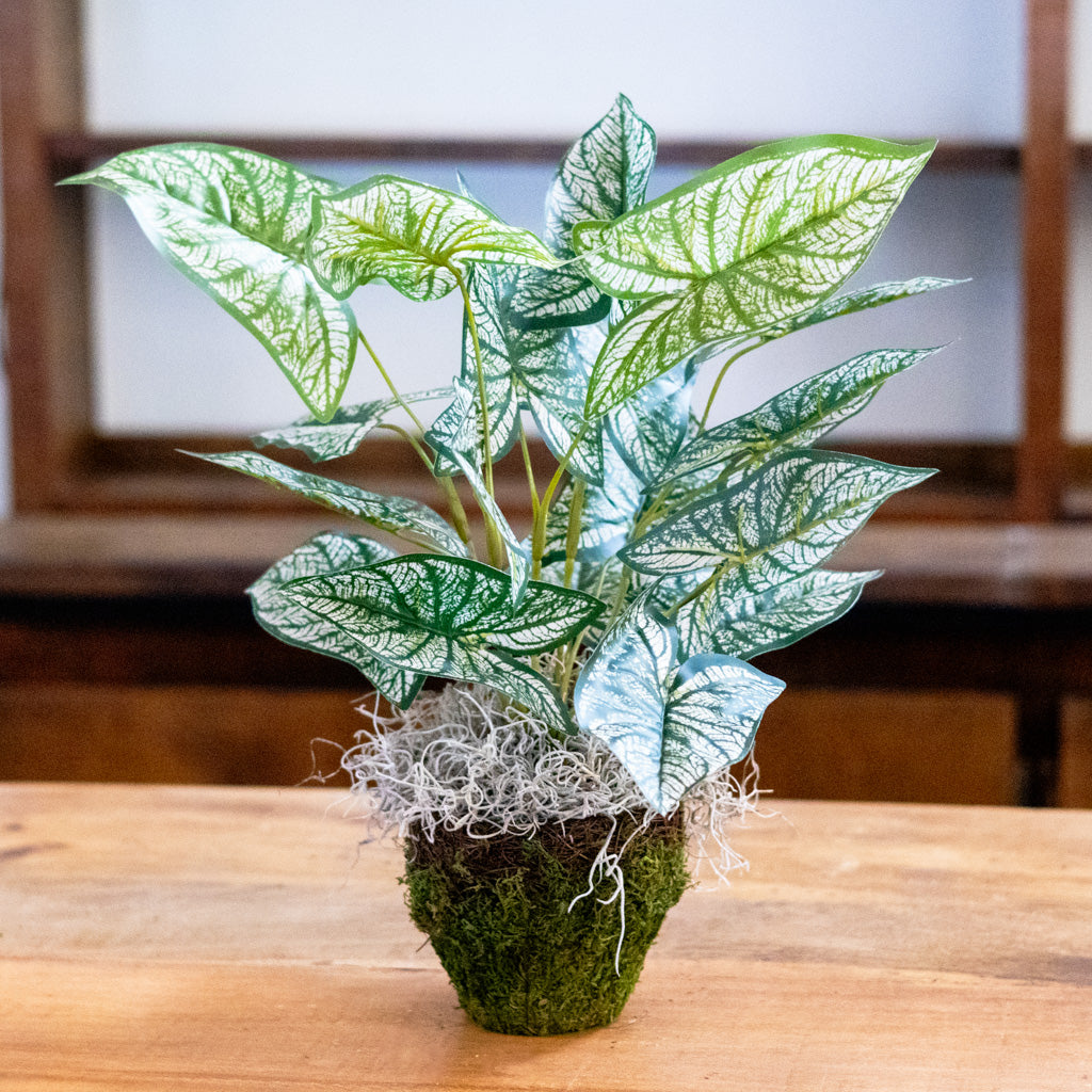 Variegated Caladium in Moss Pot