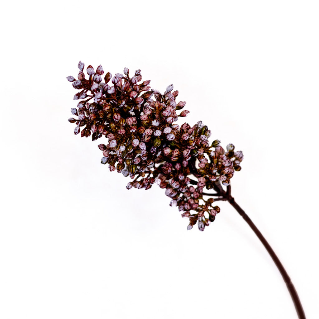 Sorghum Sunrise Stem