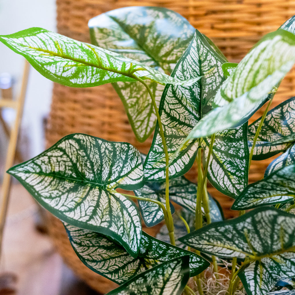 Variegated Caladium in Moss Pot