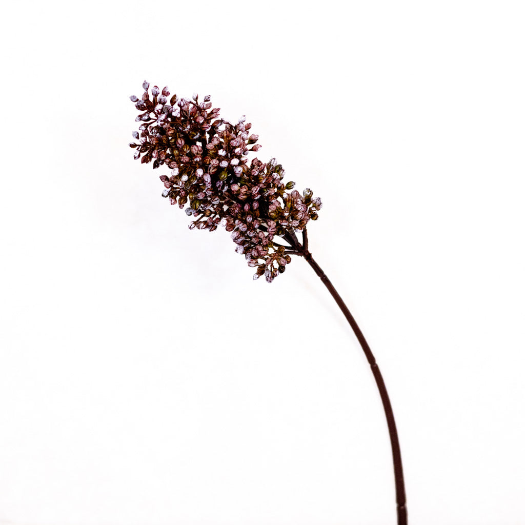 Sorghum Sunrise Stem