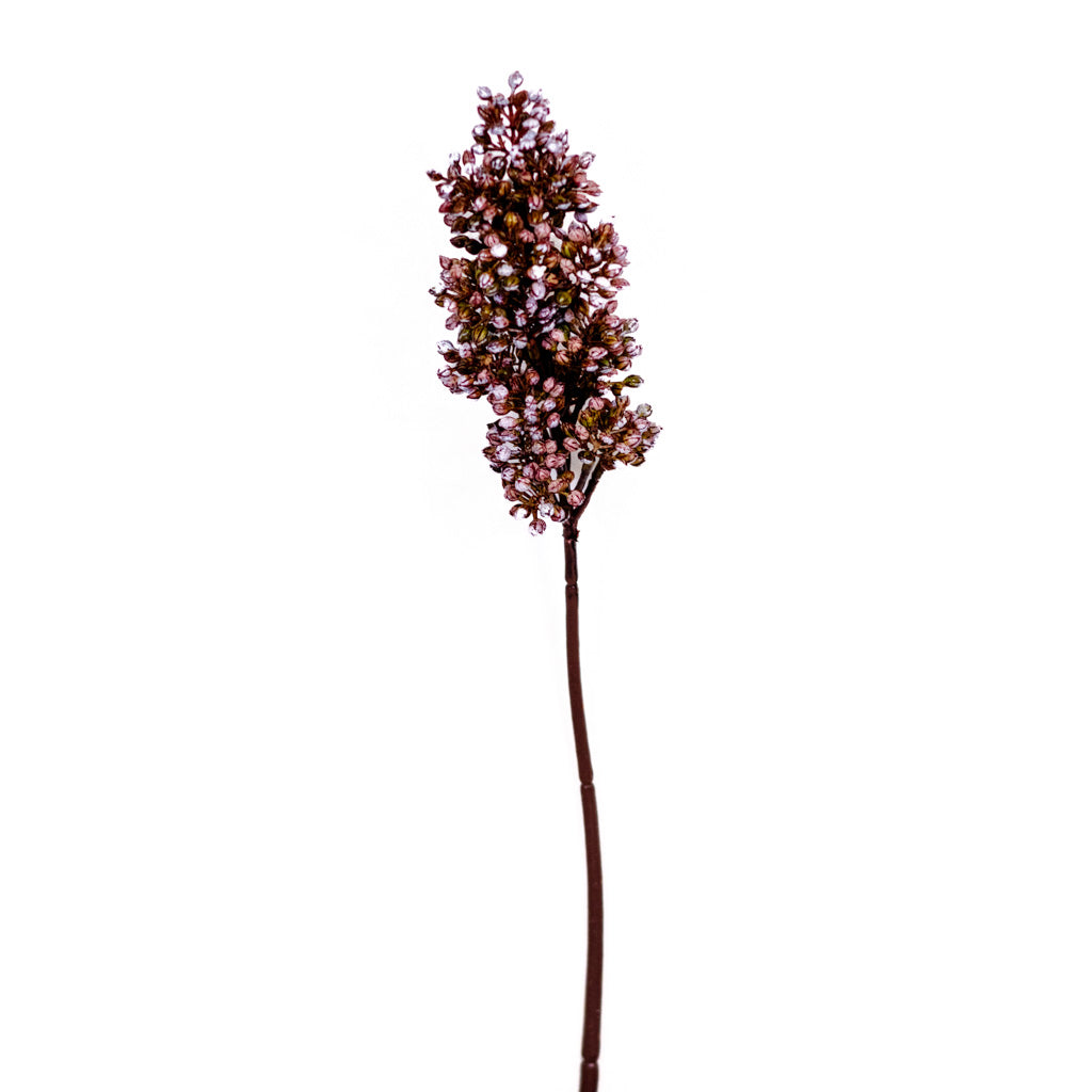 Sorghum Sunrise Stem