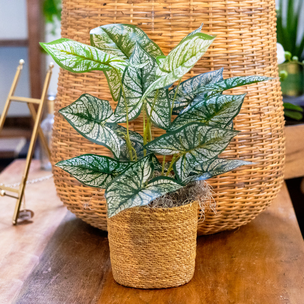 Variegated Caladium in Moss Pot