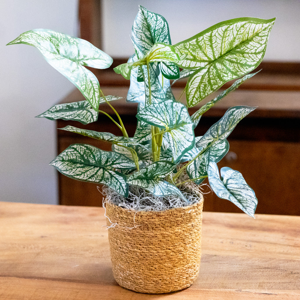 Variegated Caladium in Moss Pot