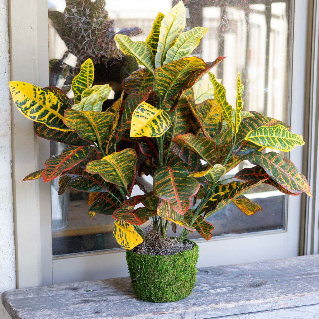 Croton Moss Pot Planter Drop In