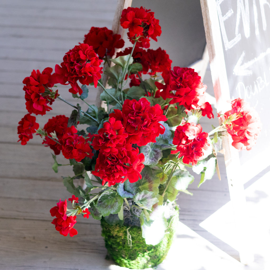 Red Geranium Double Moss Pot Drop In