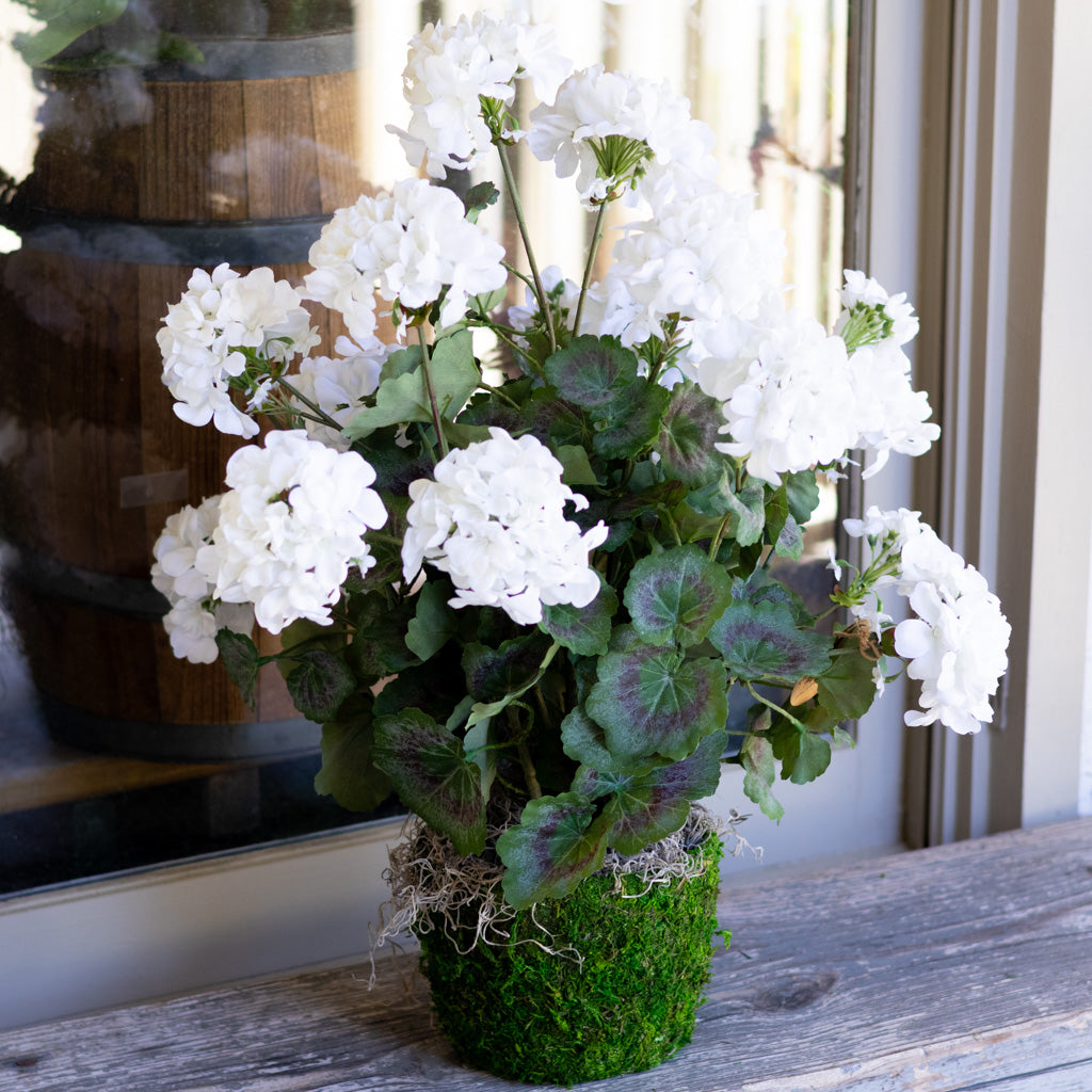 Double White Geranium Moss Pot Drop In