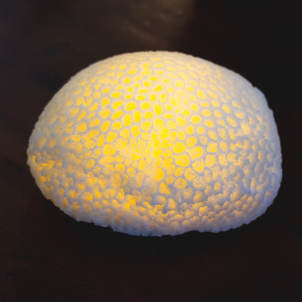 Resin LED Indoor/Outdoor Coral Shaped White Lamp