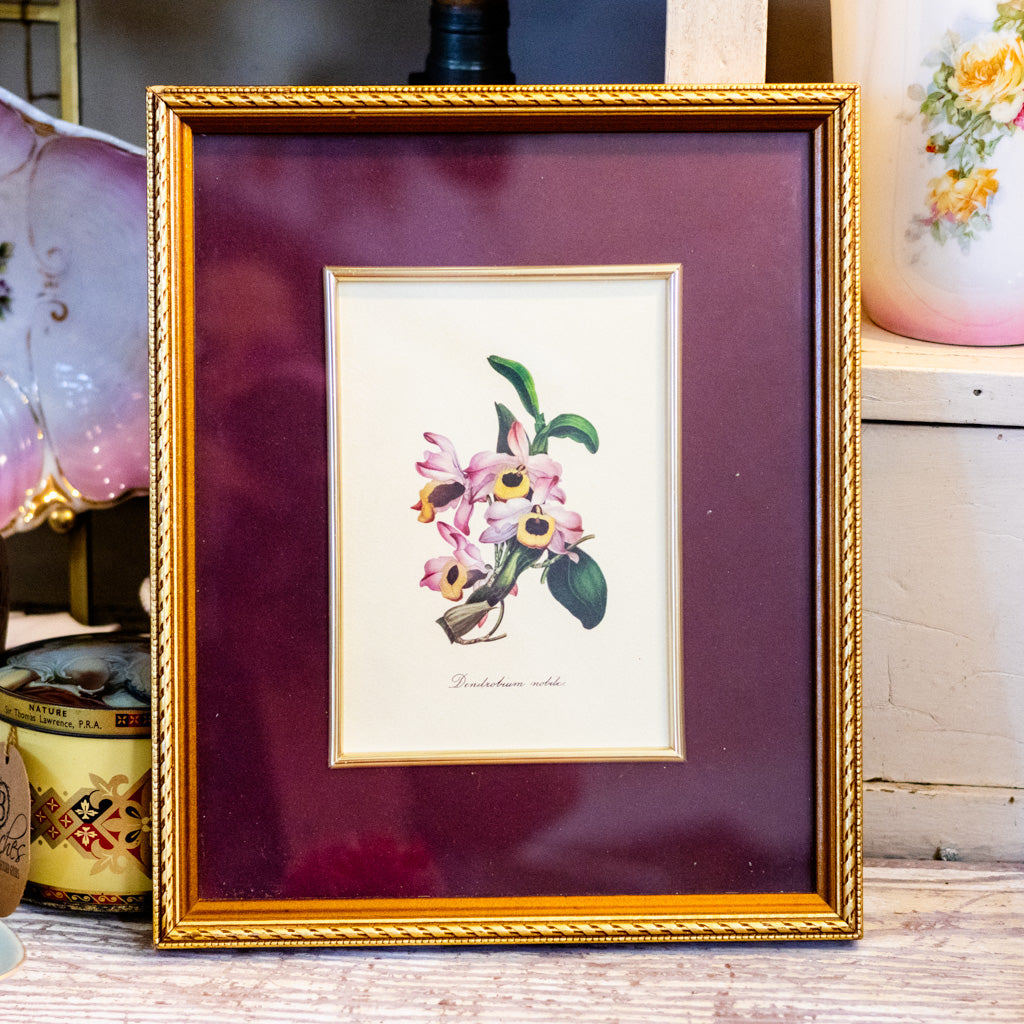 Botanical Art Print of Dendrobium