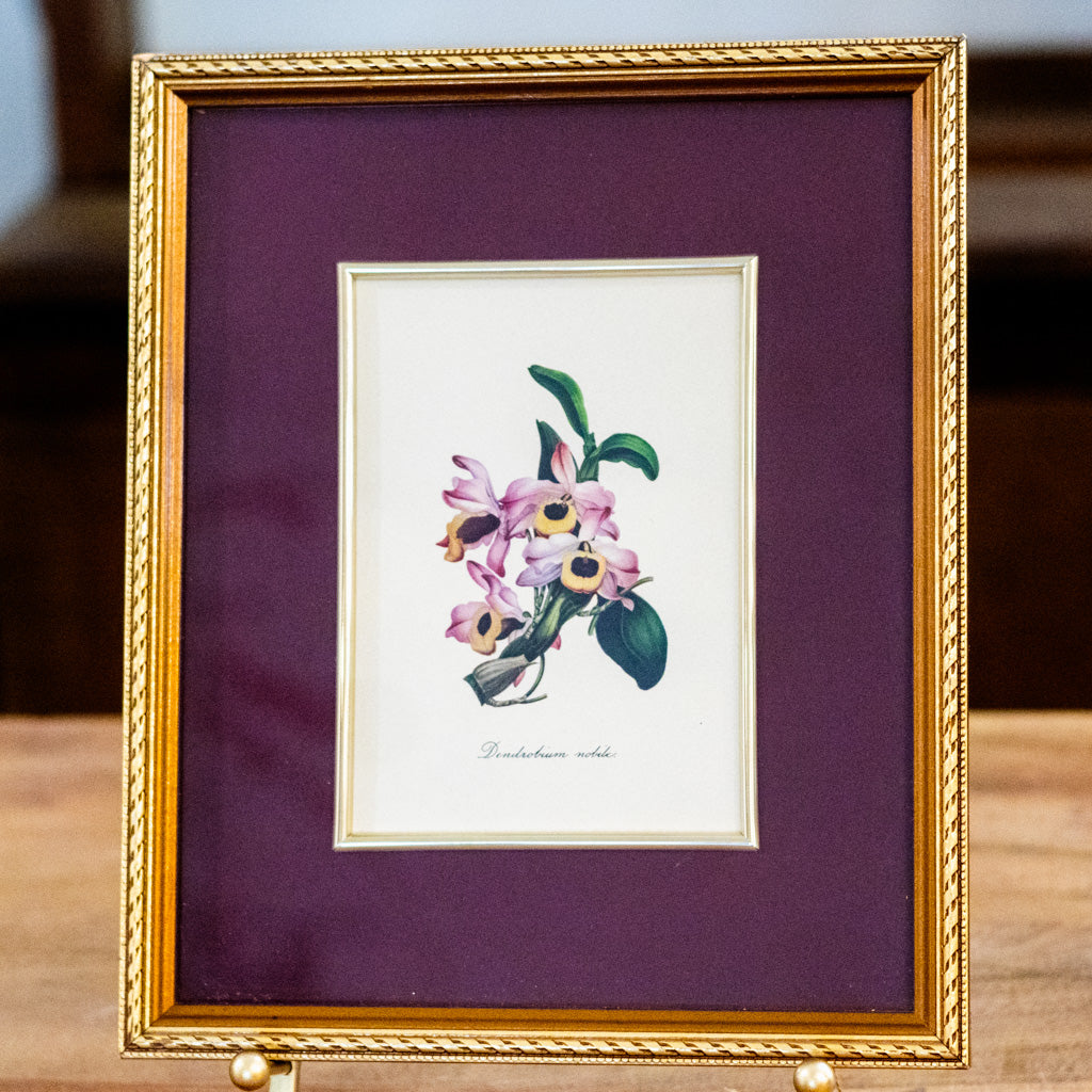 Botanical Art Print of Dendrobium