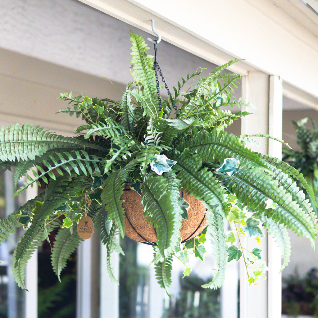 Boston Fern and Ivy Hanging Basket with Chain