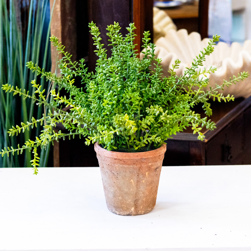UV Sedum in Aged Pot