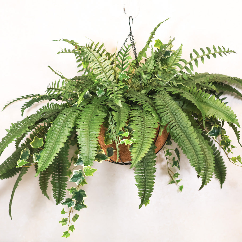Boston Fern and Ivy Hanging Basket with Chain